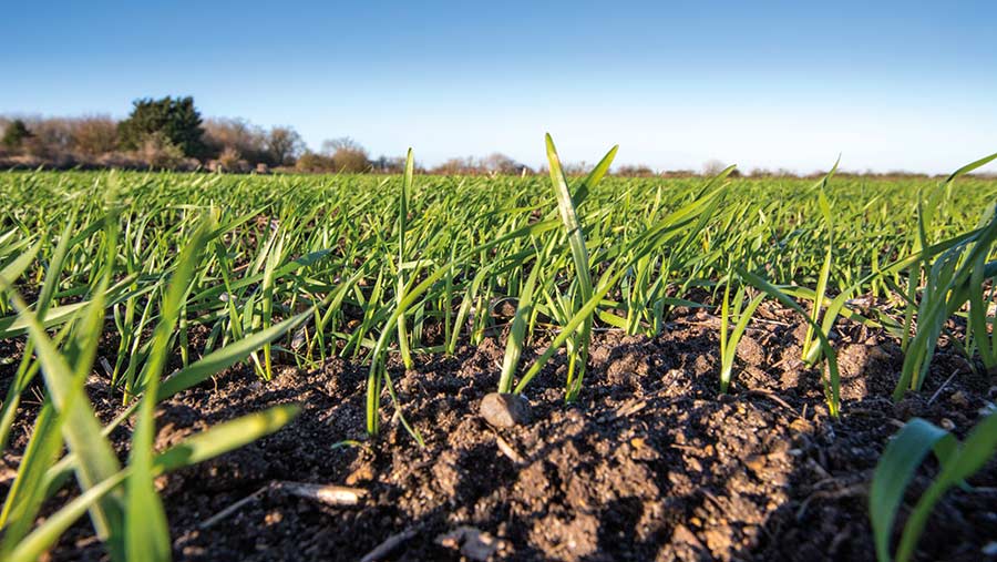 Newly emerged winter wheat