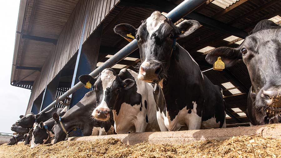 Opinion: Why the next 10 years will be the decade for dairy - Farmers ...