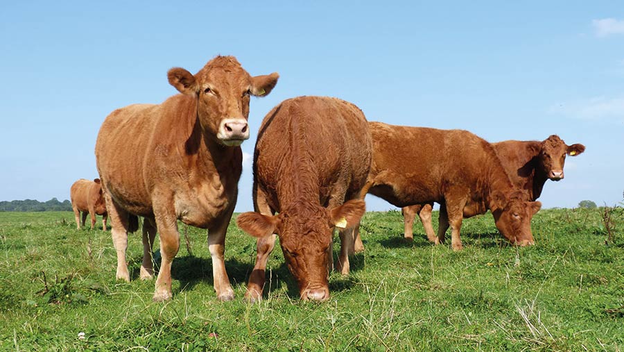 Heifers at Clapton Farm