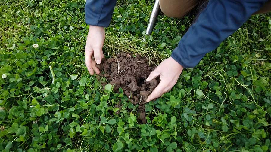 Jake Freestone's clover crop improves the soil © MAG/Philip Case