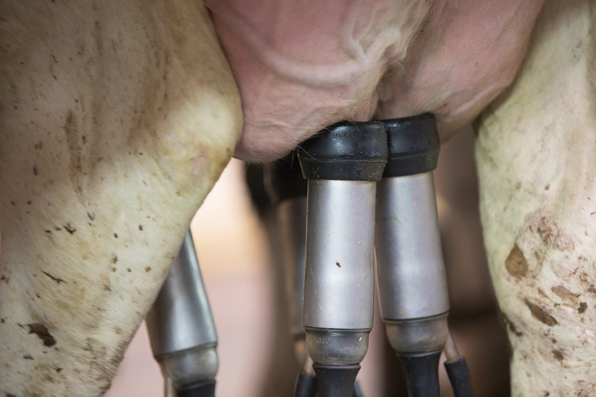 Chief breeding index point increase worth £1.58, study shows - Vimarsana News