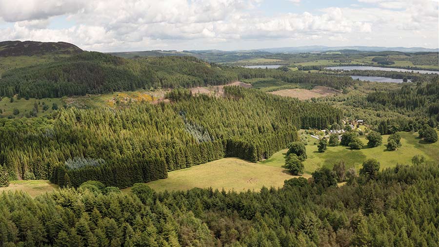 Drumbuie Wood