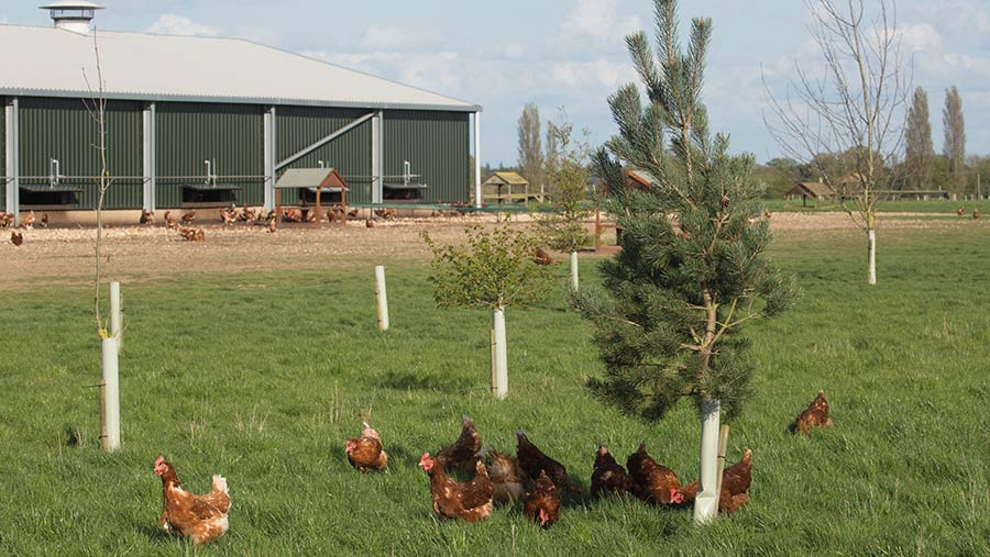 Free-range chickens 