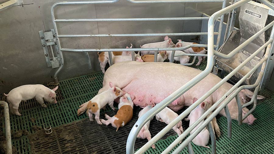 Pig in freedom-style farrowing pen with temporary crating