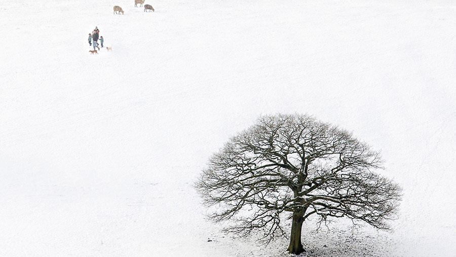 A winter walk