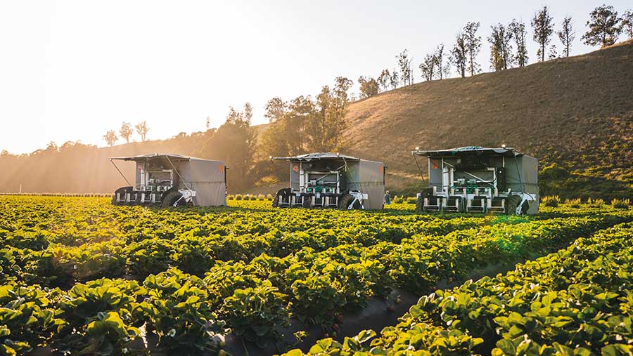 strawberry harvester