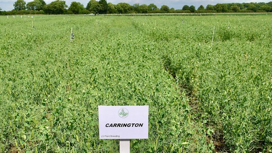 Carrington pea variety © LSPB