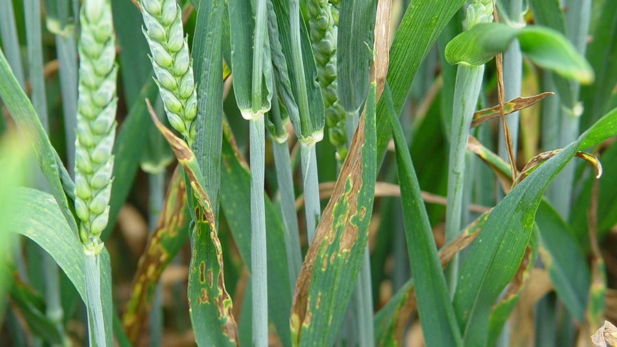 How To Control Seed-borne Diseases Effectively And Safely - Farmers Weekly