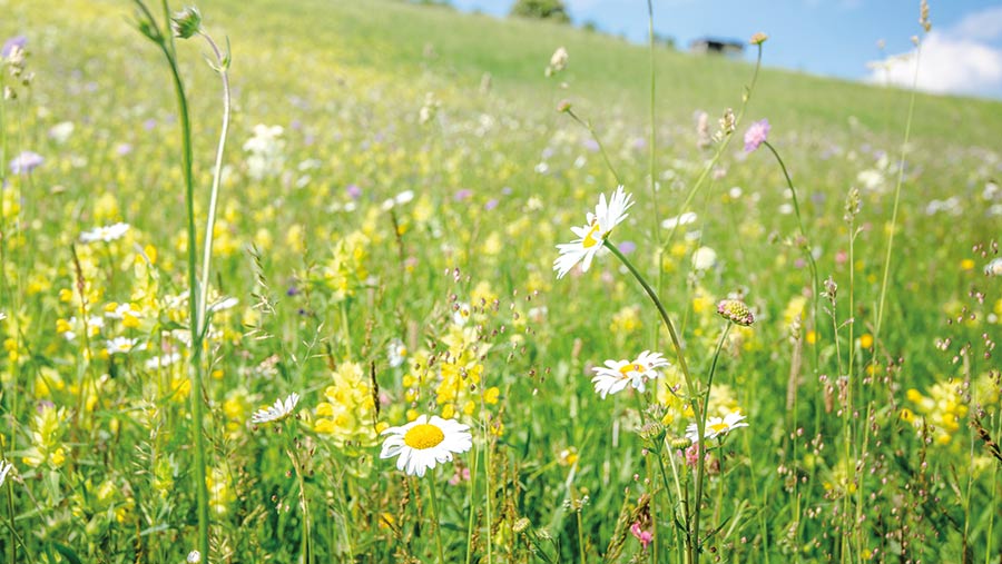 Why arable farmers could soon earn from habitat credits - Farmers Weekly