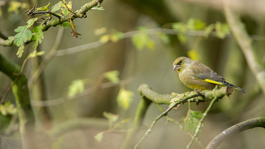 Greenfinch © RSPB
