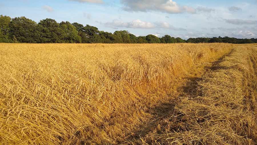 ripe heritage wheat field