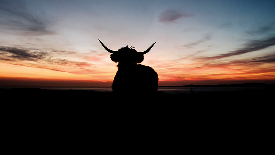 Highlander at sunset