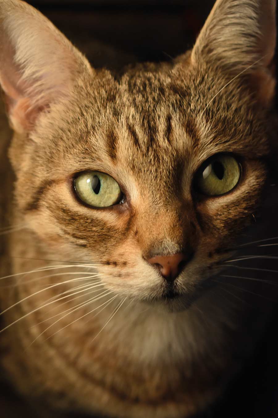 Beauty the tabby cat