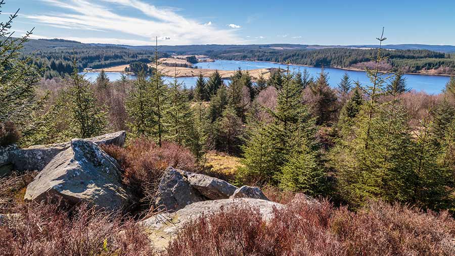 The Great Northumberland Forest aims to plant a million trees across 500ha © Adobe Stock