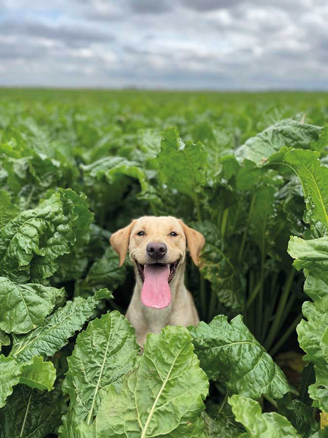 Dog in sugar beet