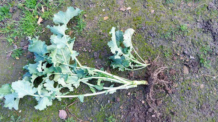 OSR plant showing roots