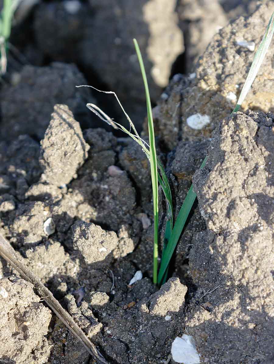 Slug damage to wheat leaves