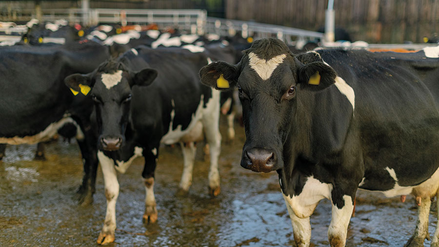 Trink Dairy herd © Jim Wileman