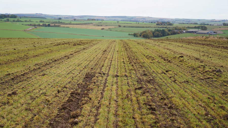 Winter wheat drilled into grass