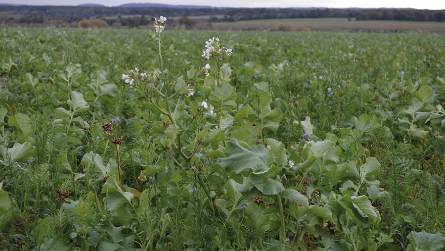 Cover crop