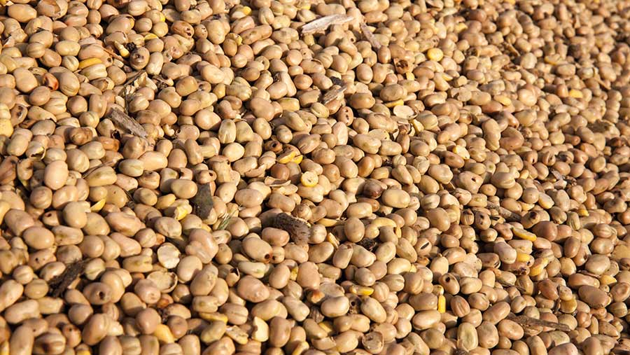 Close-up of feed beans