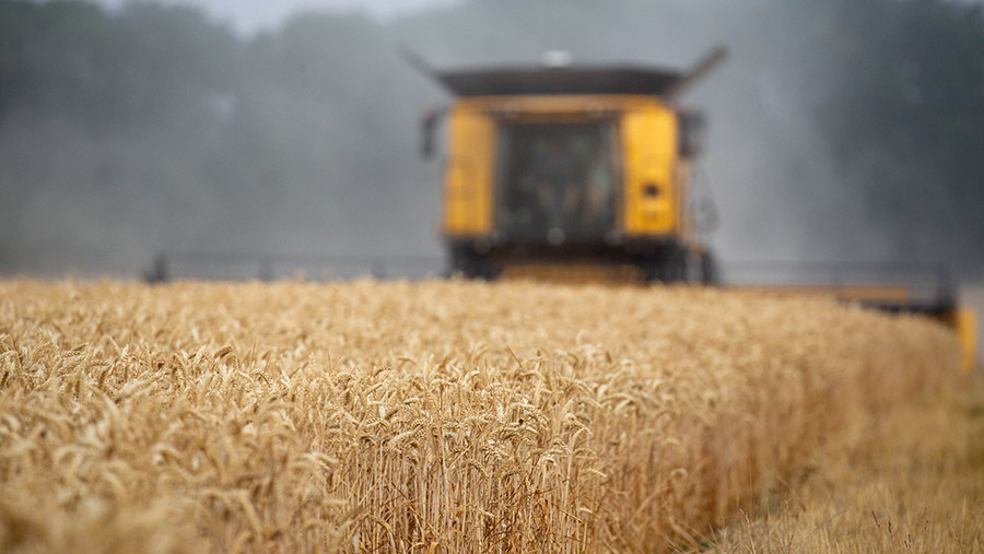 Combine in winter wheat