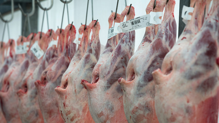 Lamb carcasses hanging in a cold store