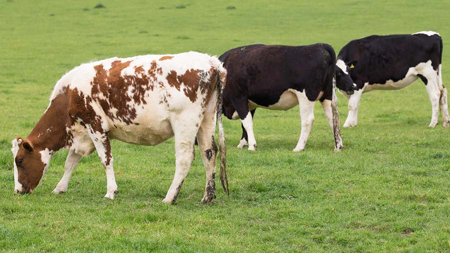 GB dairy youngstock surge counters another milking herd fall - Farmers ...