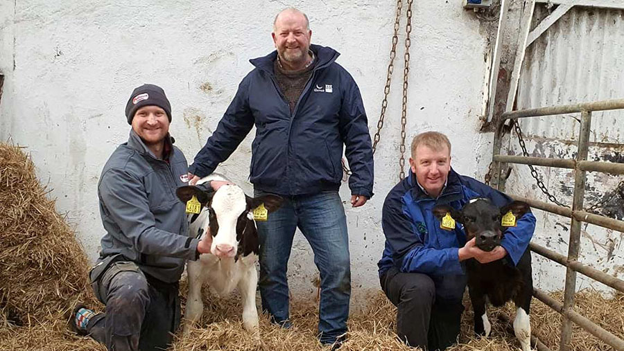 heifers with farmers