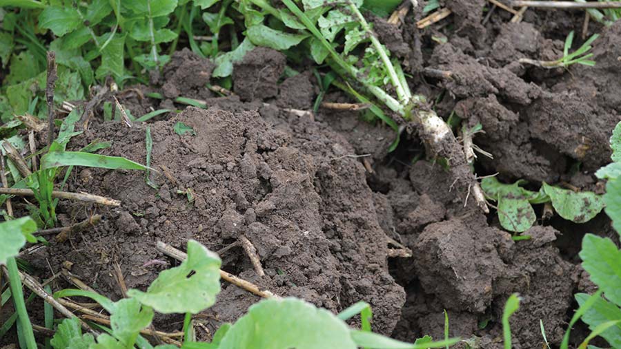 Fodder raddish is improving soil structure