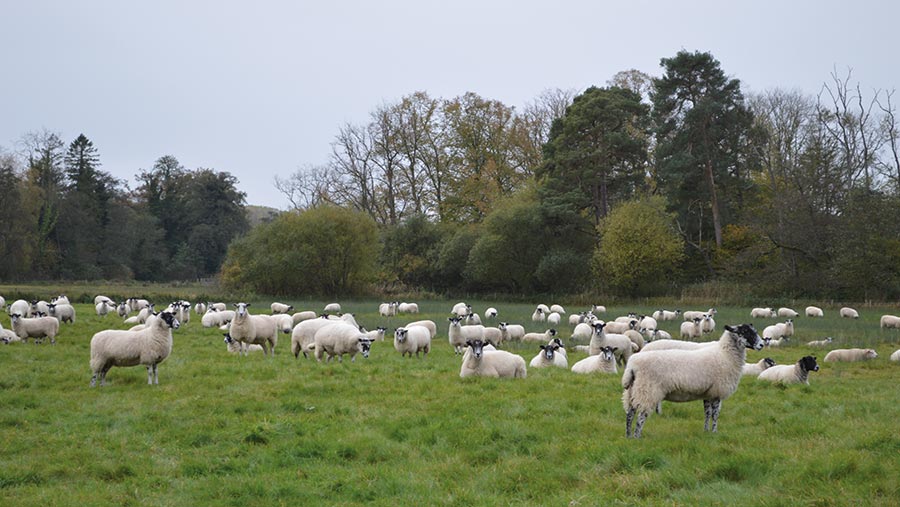 Grazing sheep in field