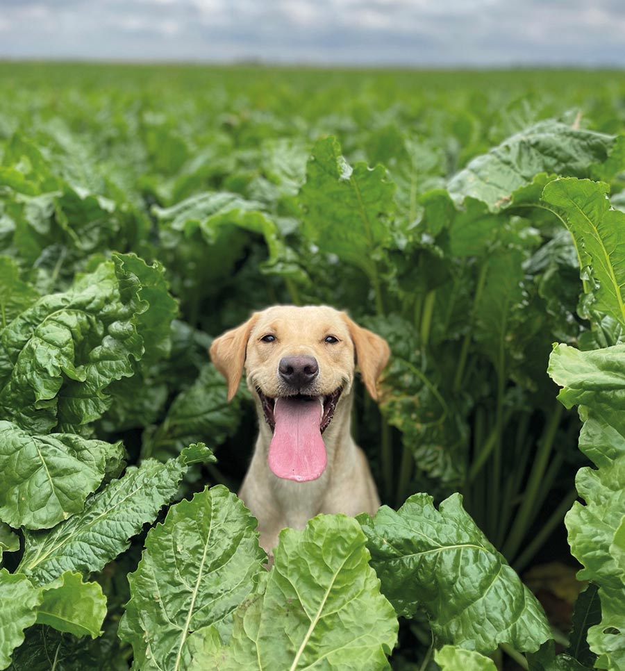 Layla the Labrador in a field of sugar beet 
