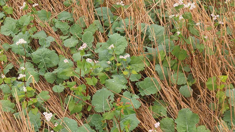 close-up of oilseed rape