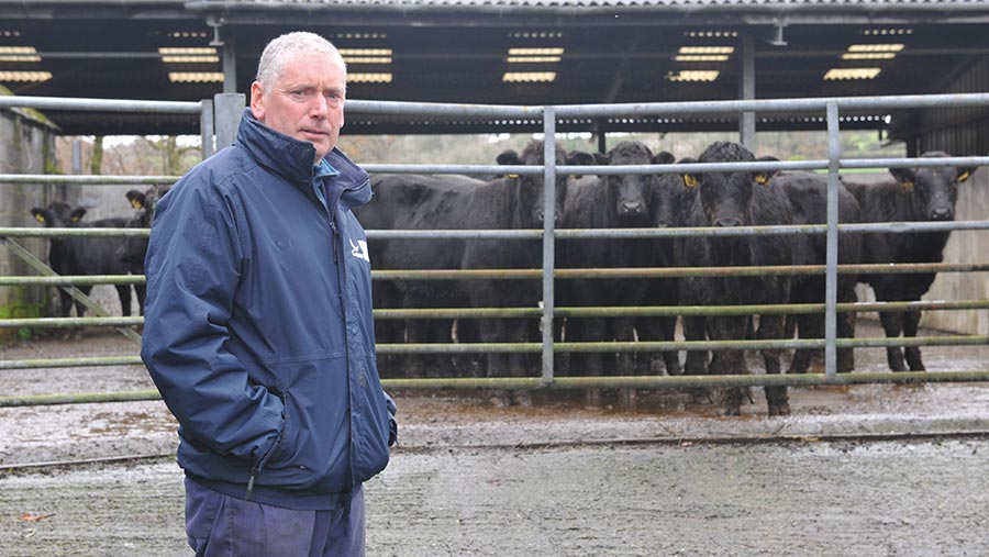 Philip Jones with suckler cows