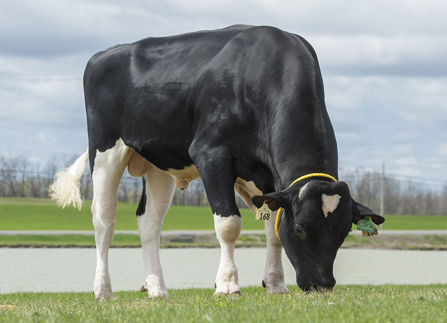 Bull grazing