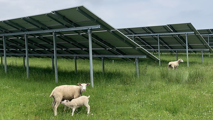 Sheep in field with solar panels