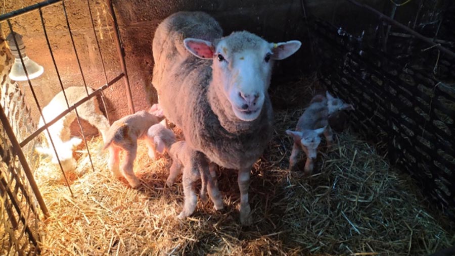 Five-strong litter takes ewe’s lifetime lamb tally to 28 - Farmers Weekly