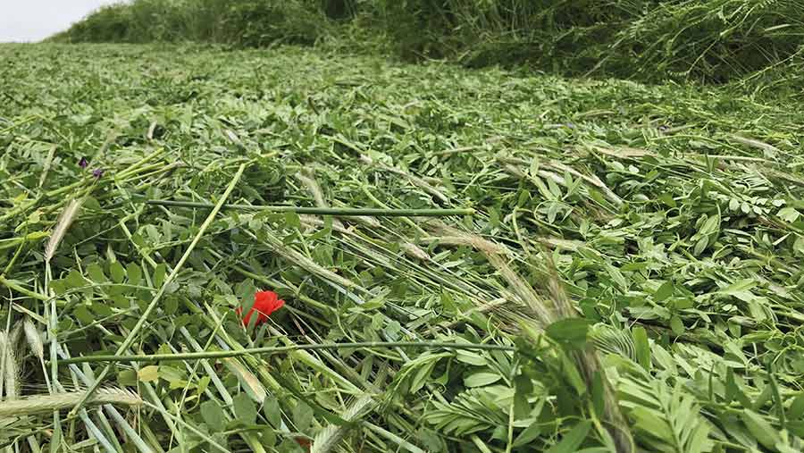 How to achieve the most effective cover crop destruction - Farmers