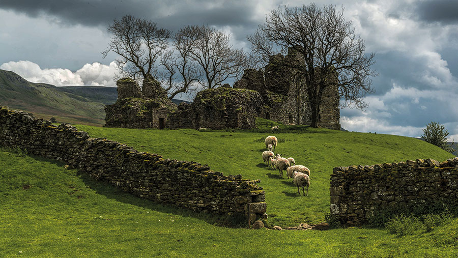 Sheep walking towards Pendragon Castle in the Yorkshire Dales