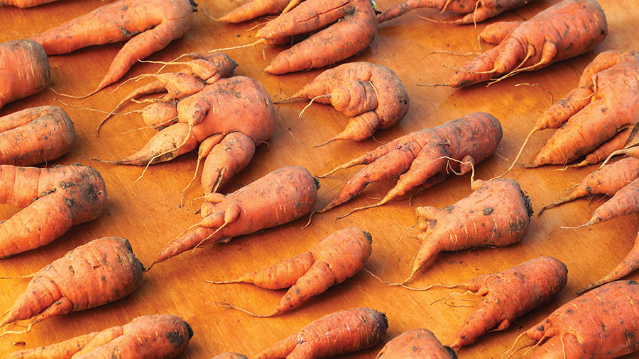 Misshapen carrots