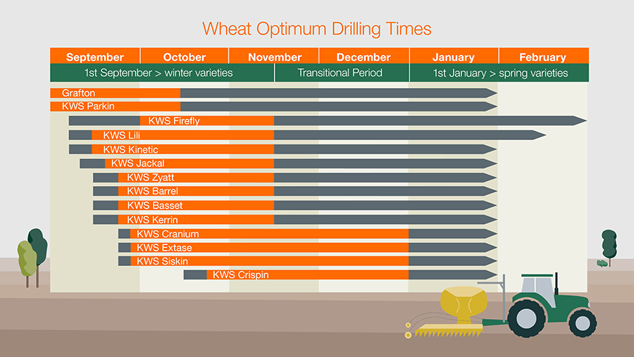 Wheat optimum drilling times