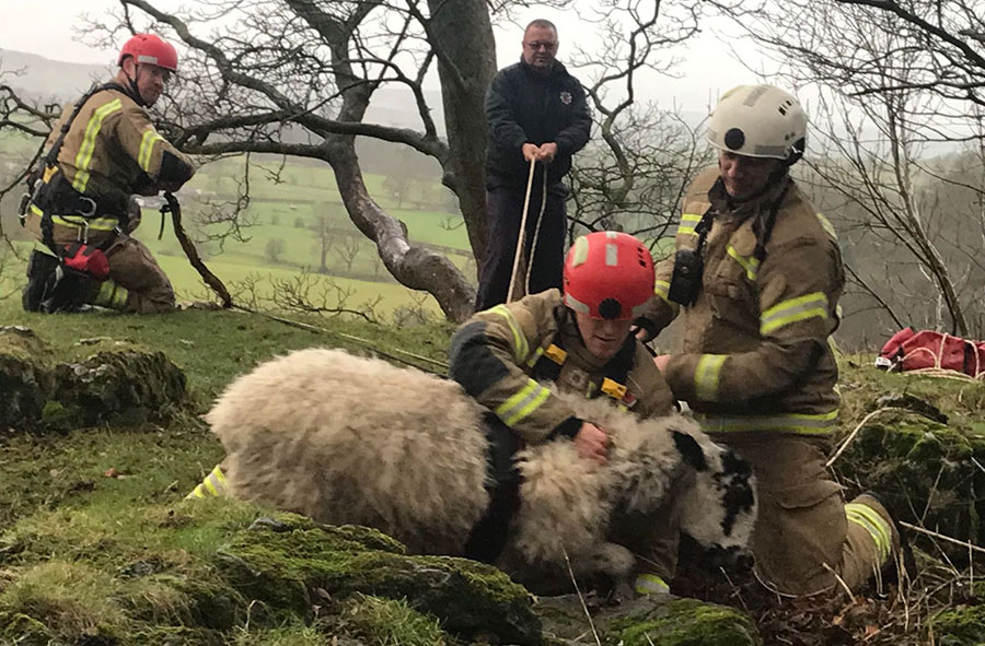 Firefighters and RSPCA rescue stranded sheep