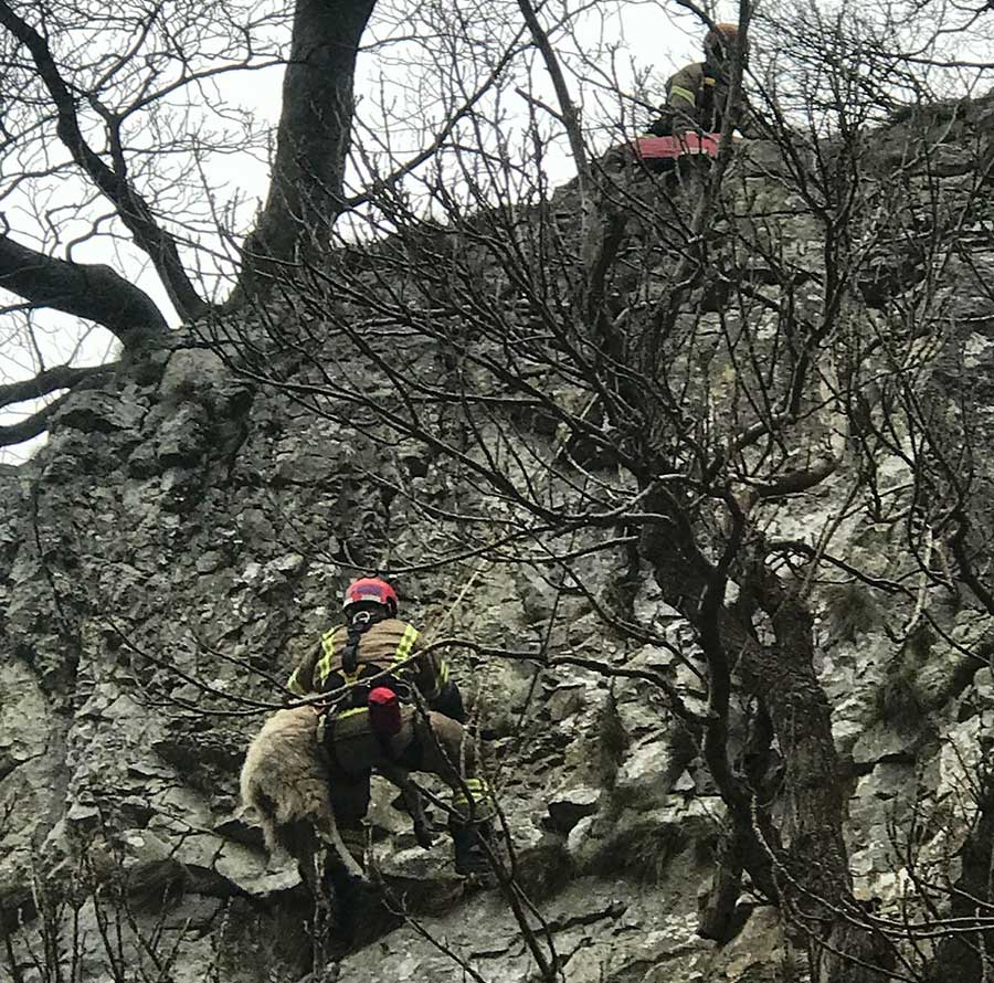 Firefighters pull sheep to safety