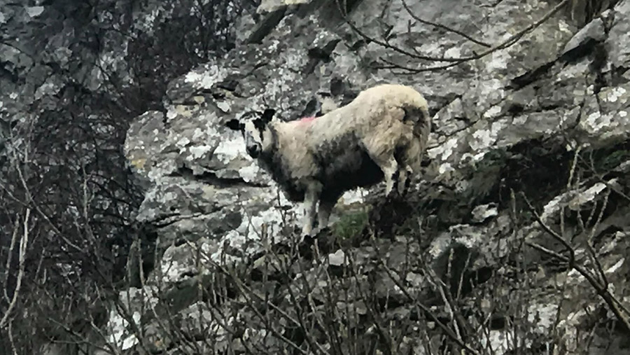 Stranded sheep on cliff edge