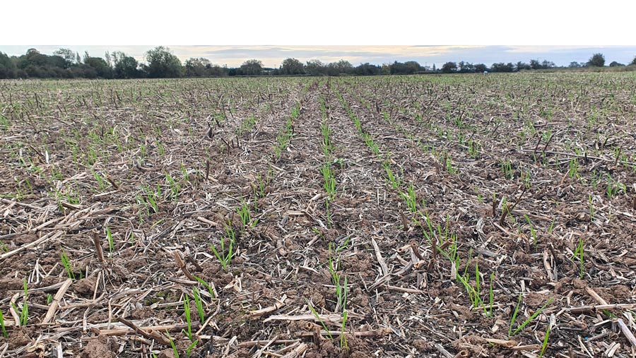Direct-drilled wheat