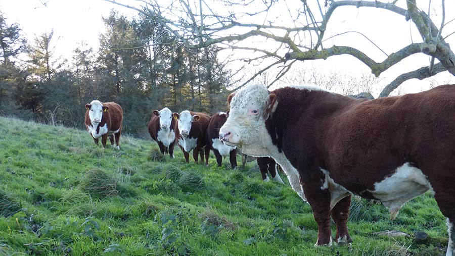 Purebred Herefords