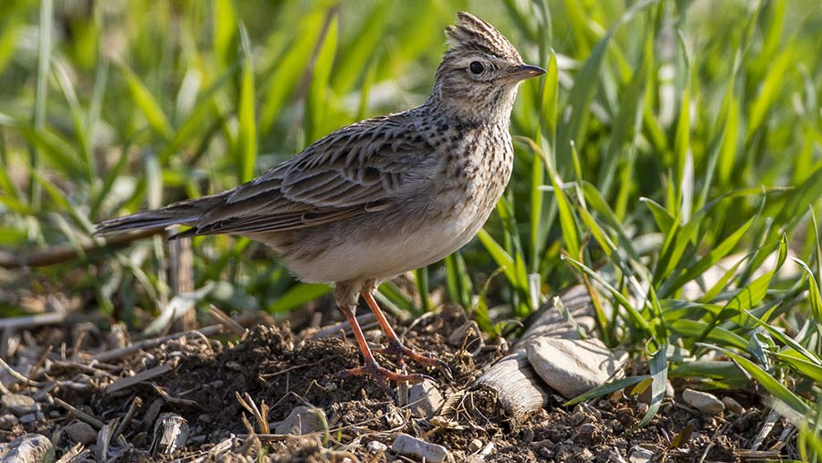 SFI trials show ditching plough improves bird numbers