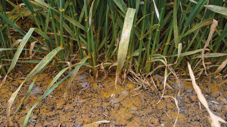 Yellow rust in wheat plants