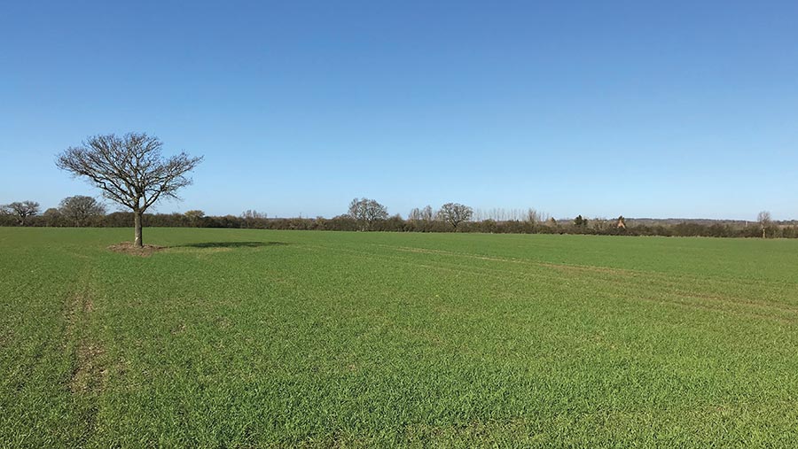 Arable land with a couple of trees