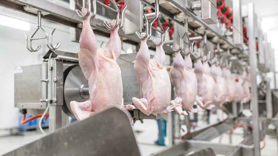 Chickens hanging up in processing plant